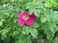 Nearly Wild Rose / Rosa rugosa 
